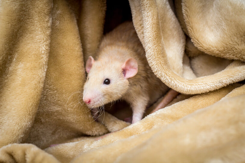Rodent task apparatus